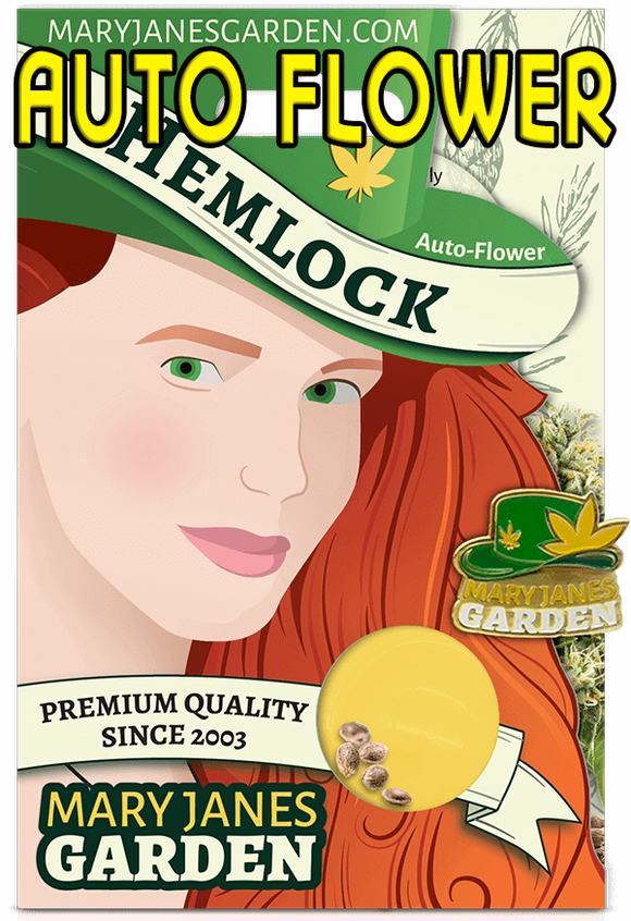 Hemlock (Auto Flower)