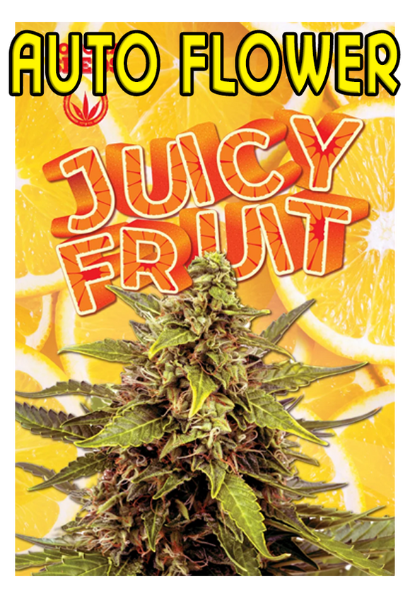 Juicy Fruit (Auto Flower)