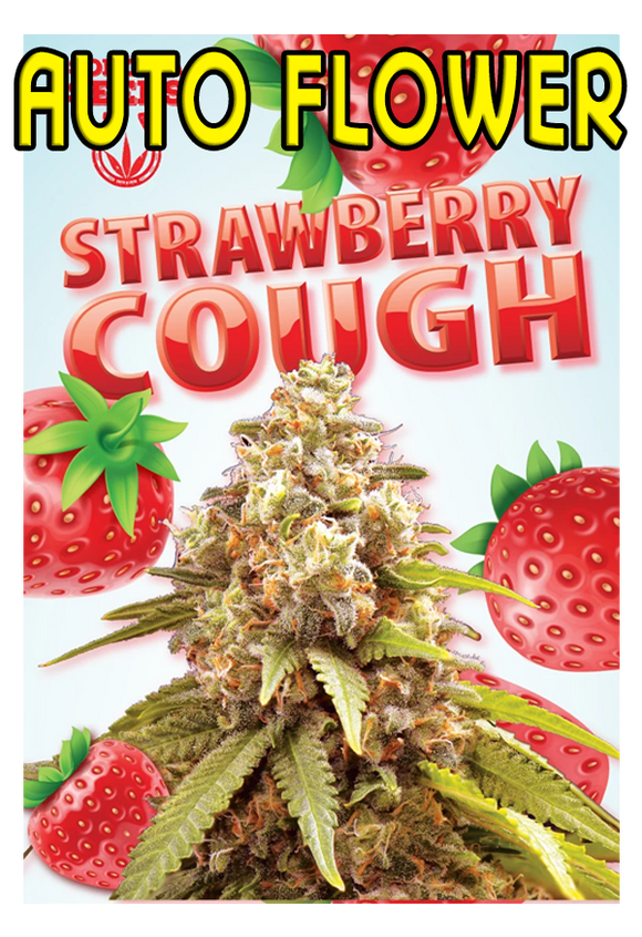 Strawberry Cough (Auto Flower)