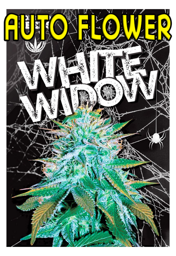 White Widow (Auto Flower)