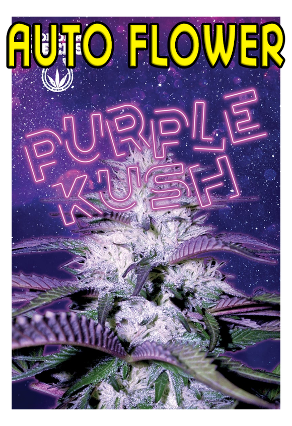 Purple Kush (Auto Flower)